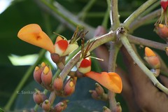 Erythrina umbrosa